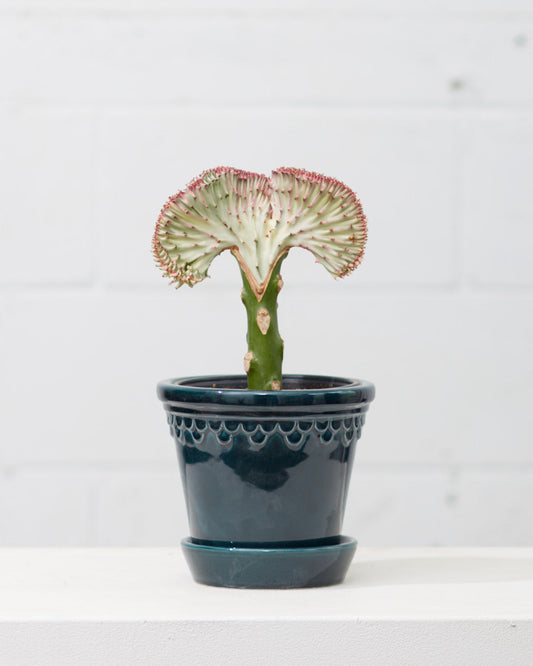 White Grafted Coral Cactus: Euphorbia lactea 'Cristata' - 6 inch pot — indoor plant — indoor plant for sale by Promise Supply for delivery and pickup in Toronto.