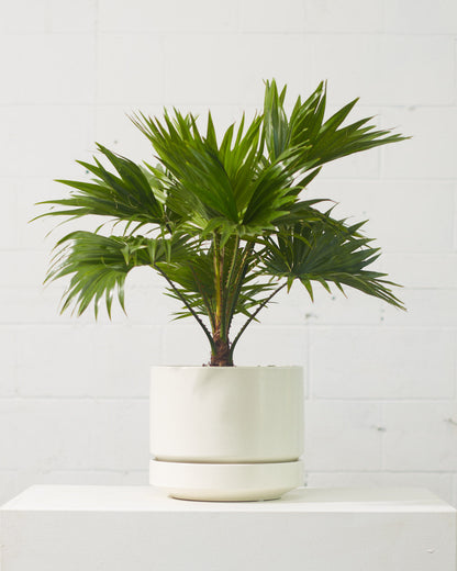 Chinese Fan Palm: Livistona chinensis - 10 inch pot - 3-4 foot tall