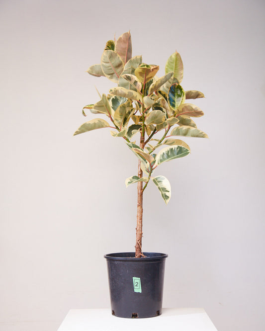 Tineke Rubber Tree: Ficus elastica - 12 inch pot - 5-6 foot tall