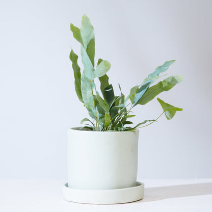Blue Star Fern: Phlebodium aureum - 5 inch pot