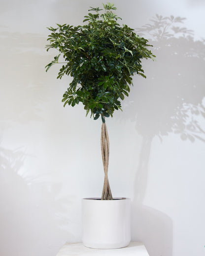 Braided Umbrella Tree: Schefflera arboricola - 17 inch pot - 6-7 foot tall — indoor plant — indoor plant for sale by Promise Supply for delivery and pickup in Toronto.