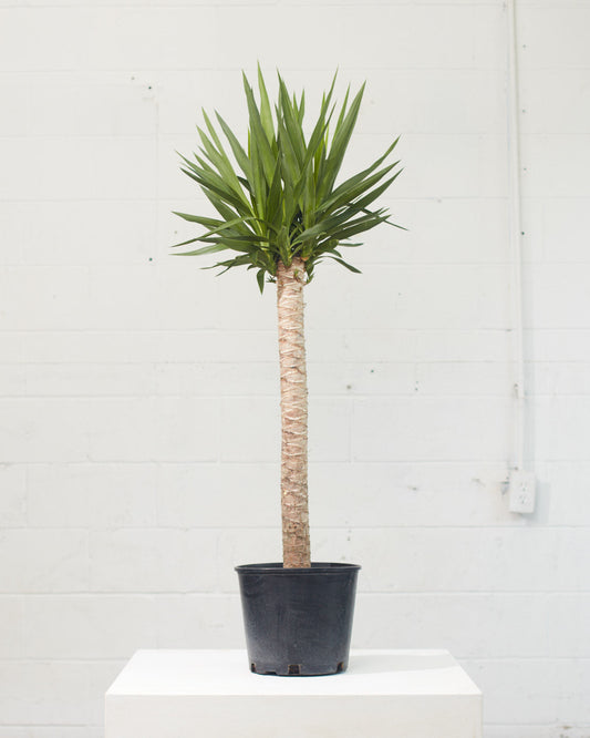 Yucca Cane: Yucca gigantea - 10 inch pot - 3-4 foot tall