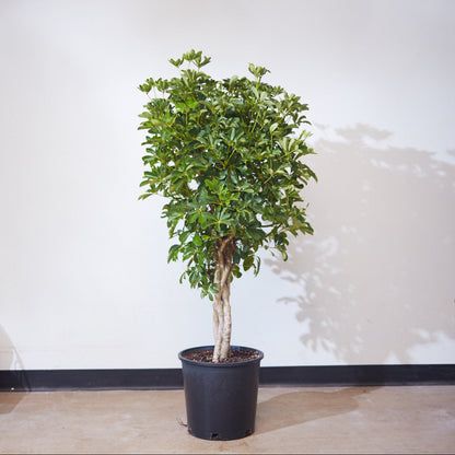 Braided Dwarf Umbrella Tree: Schefflera arboricola - 14 inch pot - 5-6' Tall