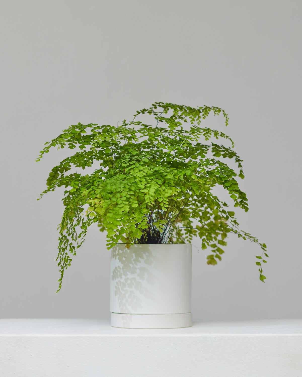 Maidenhair Fern: Adiantum raddianum - 6 inch pot — indoor plant — indoor plant for sale by Promise Supply for delivery and pickup in Toronto.