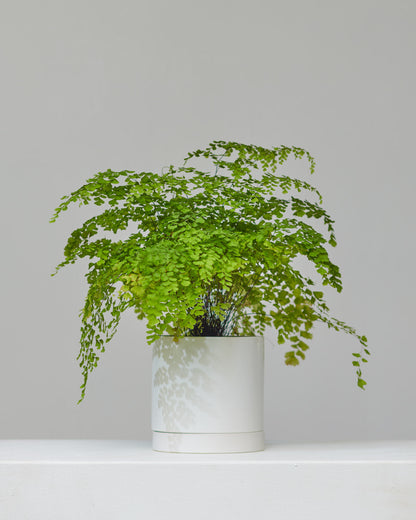 Maidenhair Fern: Adiantum raddianum - 6 inch pot — indoor plant — indoor plant for sale by Promise Supply for delivery and pickup in Toronto.
