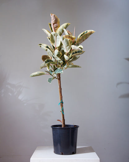 Tineke Rubber Tree: Ficus elastica - 10 inch pot — indoor plant — indoor plant for sale by Promise Supply for delivery and pickup in Toronto.