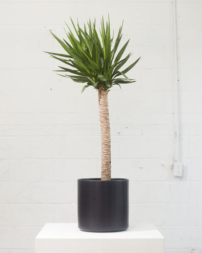 Yucca Cane: Yucca gigantea - 10 inch pot - 3-4 foot tall