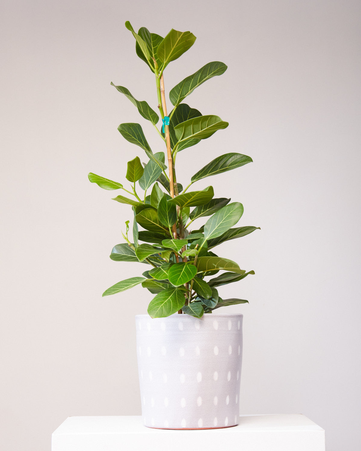 Ficus Audrey Column: Ficus benghalensis - 10 inch pot - 4 foot tall — indoor plant — indoor plant for sale by Promise Supply for delivery and pickup in Toronto.