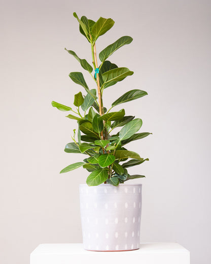 Ficus Audrey Column: Ficus benghalensis - 10 inch pot - 4 foot tall — indoor plant — indoor plant for sale by Promise Supply for delivery and pickup in Toronto.