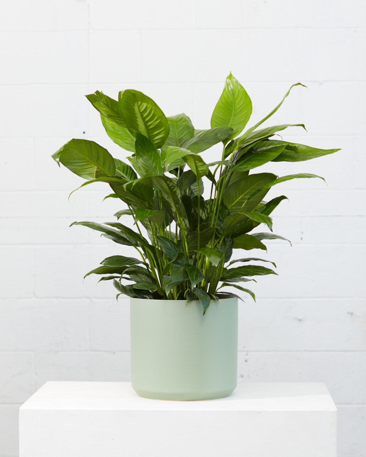 Peace Lily: Spathiphyllum - 10 inch pot - 2-3 foot tall