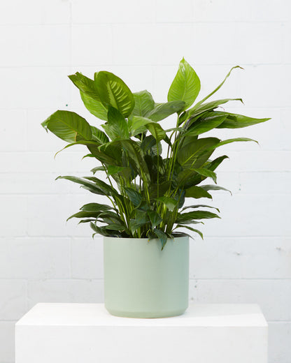 Peace Lily: Spathiphyllum - 10 inch pot - 2-3 foot tall