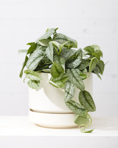 Silver Satin Pothos: Scindapsus pictus 'Exotica' - 6 inch pot