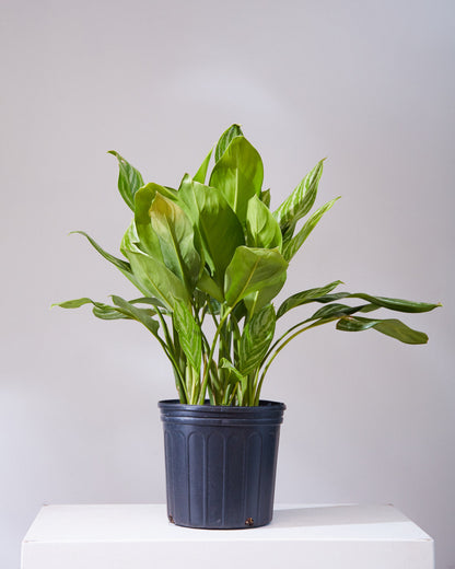 Stripes Chinese Evergreen: Aglaonema - 10 inch pot