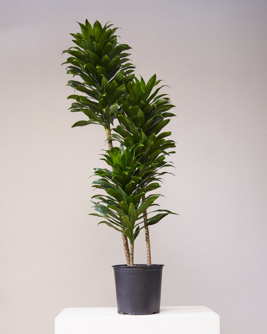 Staggered Janet Craig: Dracaena fragrans 'Compacta' - 12 inch pot - 5-5.5 foot tall