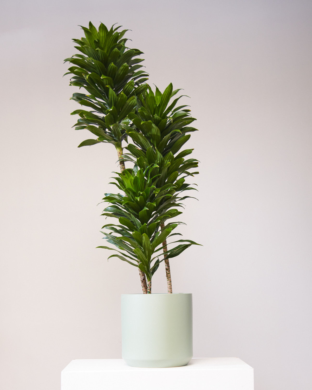Staggered Janet Craig: Dracaena fragrans 'Compacta' - 12 inch pot - 5-5.5 foot tall