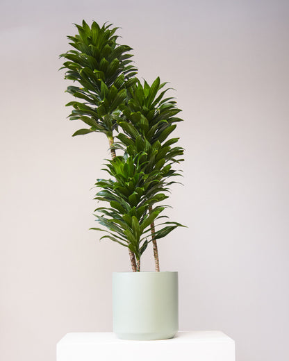Staggered Janet Craig: Dracaena fragrans 'Compacta' - 12 inch pot - 5-5.5 foot tall