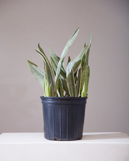 Silver Queen Snake Plant: Sansevieria trifasciata 'Sayuri' - 8 inch pot - 1-2 foot tall