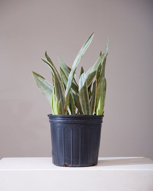 Silver Queen Snake Plant: Sansevieria trifasciata 'Sayuri' - 8 inch pot - 1-2 foot tall