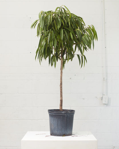 Banana Fig: Ficus alii - 14 inch pot - 6 foot tall