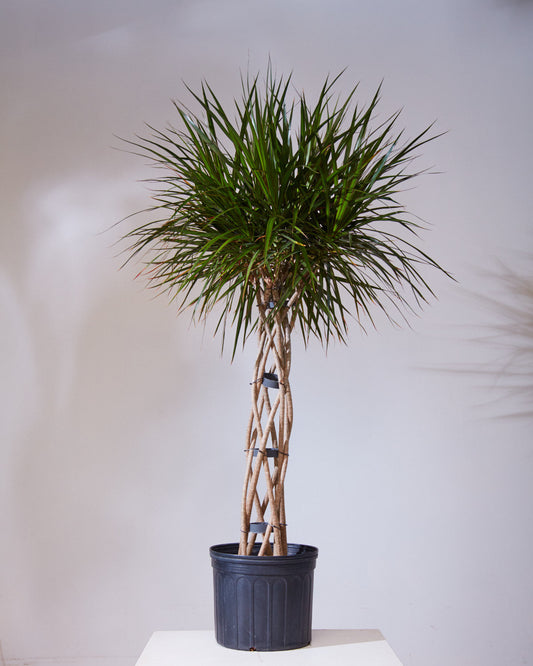 Open Weave Dragon Tree: Dracaena marginata - 12 inch pot - 5-6 foot tall