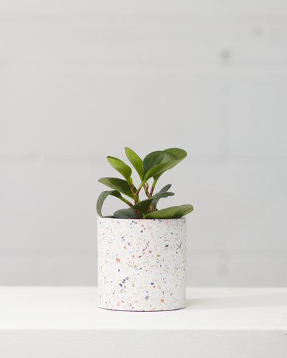 Baby Rubber Plant: Peperomia obtusifolia - 4 inch pot