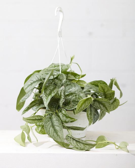 Silver Satin Pothos: Scindapsus pictus 'Exotica' - 8 inch hanging basket — indoor plant — indoor plant for sale by Promise Supply for delivery and pickup in Toronto.