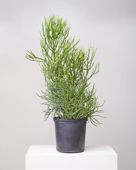 Pencil Cactus: Euphorbia tirucalli 'Firestick' - 12 inch pot - 4-5 foot tall