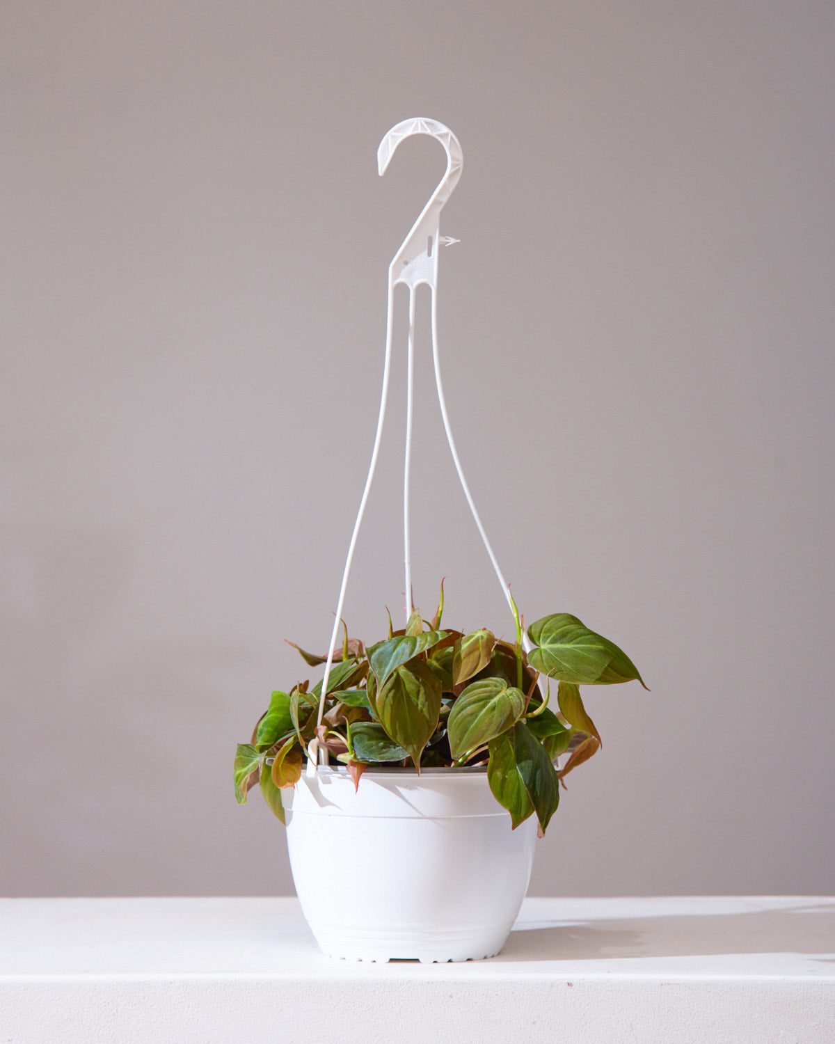 Velvet Leaf: Philodendron micans - 6 inch hanging basket — indoor plant — indoor plant for sale by Promise Supply for delivery and pickup in Toronto.