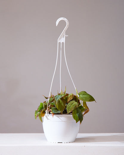 Velvet Leaf: Philodendron micans - 6 inch hanging basket — indoor plant — indoor plant for sale by Promise Supply for delivery and pickup in Toronto.