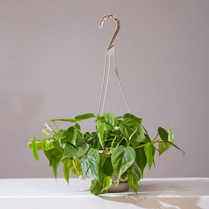 Heart Leaf: Philodendron cordatum - 6 inch hanging basket — indoor plant — indoor plant for sale by Promise Supply for delivery and pickup in Toronto.