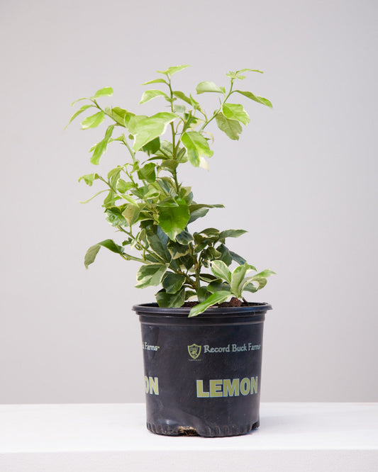 Variegated Pink Lemon Tree: Citrus limon - 10 inch pot - 2-3 foot tall