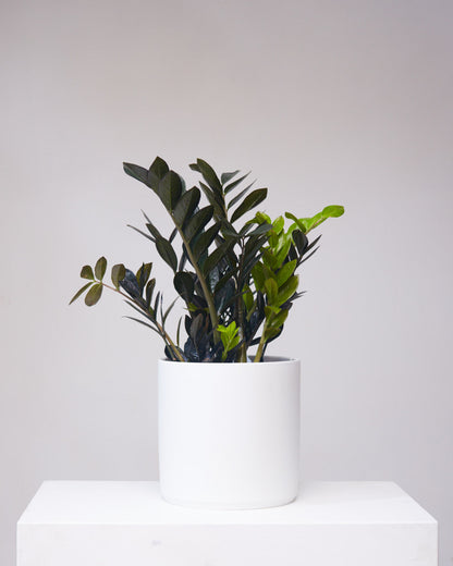 black raven zz plant for sale canada Black Raven ZZ Plant: Zamioculcas - 10" Pot