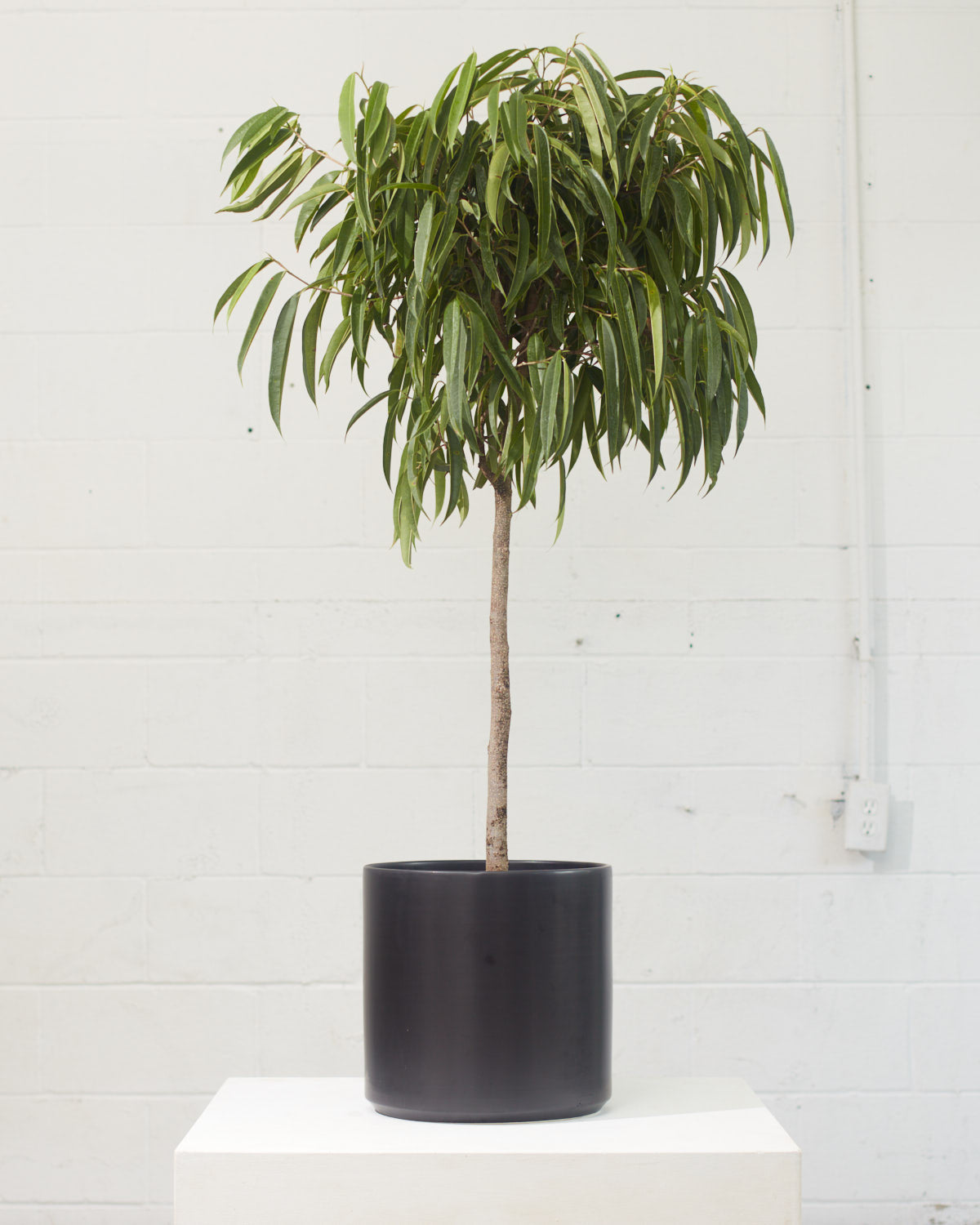 Banana Fig: Ficus alii - 14 inch pot - 6 foot tall