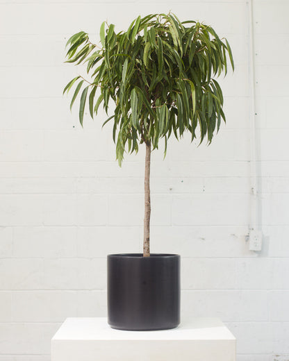 Banana Fig: Ficus alii - 14 inch pot - 6 foot tall