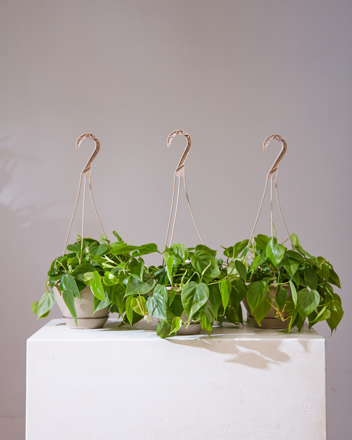 Heart Leaf: Philodendron cordatum - 6 inch hanging basket — indoor plant — indoor plant for sale by Promise Supply for delivery and pickup in Toronto.