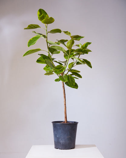 Yellow Gem Fig Tree: Ficus altissima - 12 inch pot - 5.5-6 foot tall