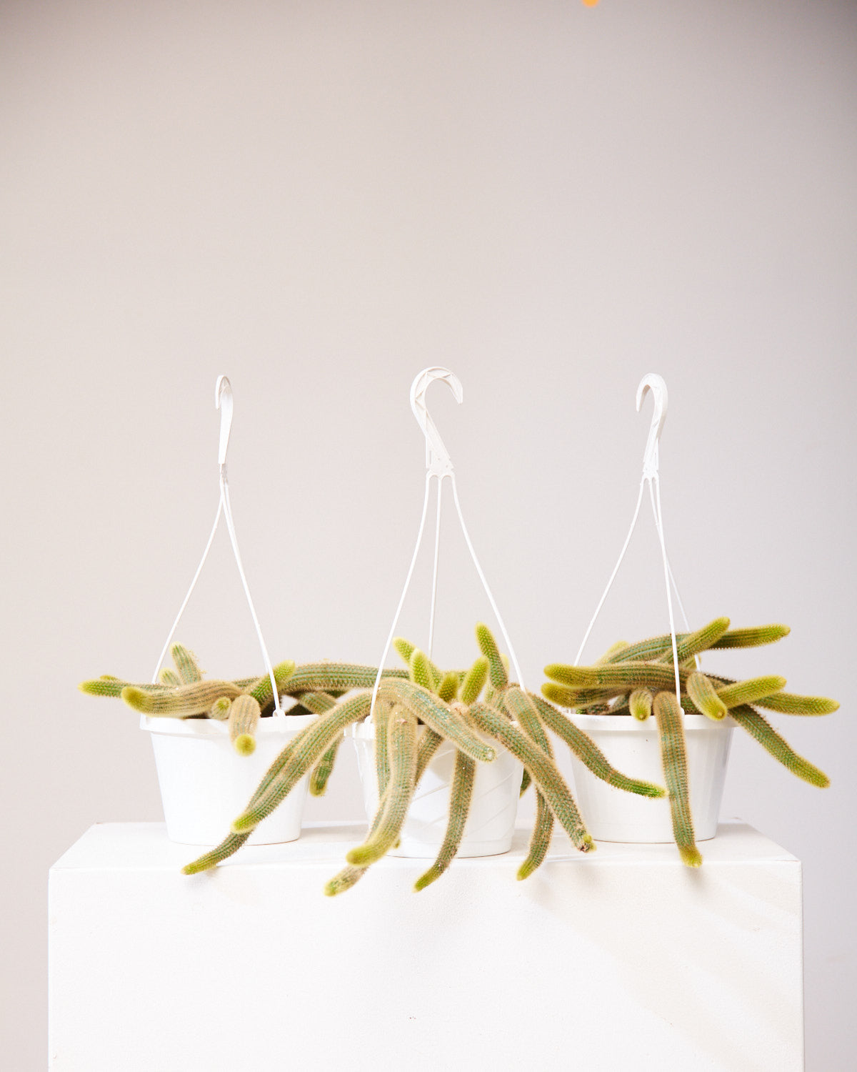 Monkey Tail Cactus: Cleistocactus colademononis - 8 inch hanging basket