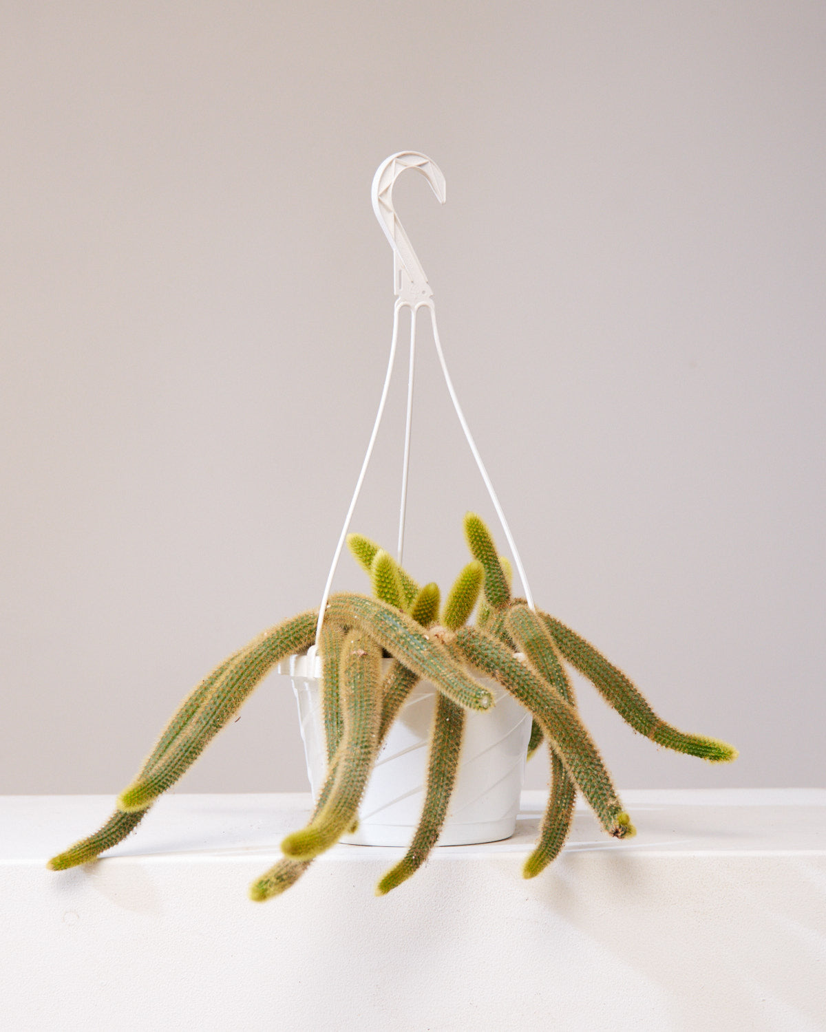 Monkey Tail Cactus: Cleistocactus colademononis - 8 inch hanging basket