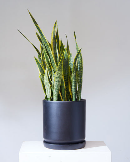 Yellow Snake Plant: Sansevieria trifasciata 'Laurentii' - 8 inch pot