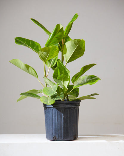 Yellow Gem Fig Bush: Ficus altissima - 10 inch pot - 2.5-3.5 foot tall