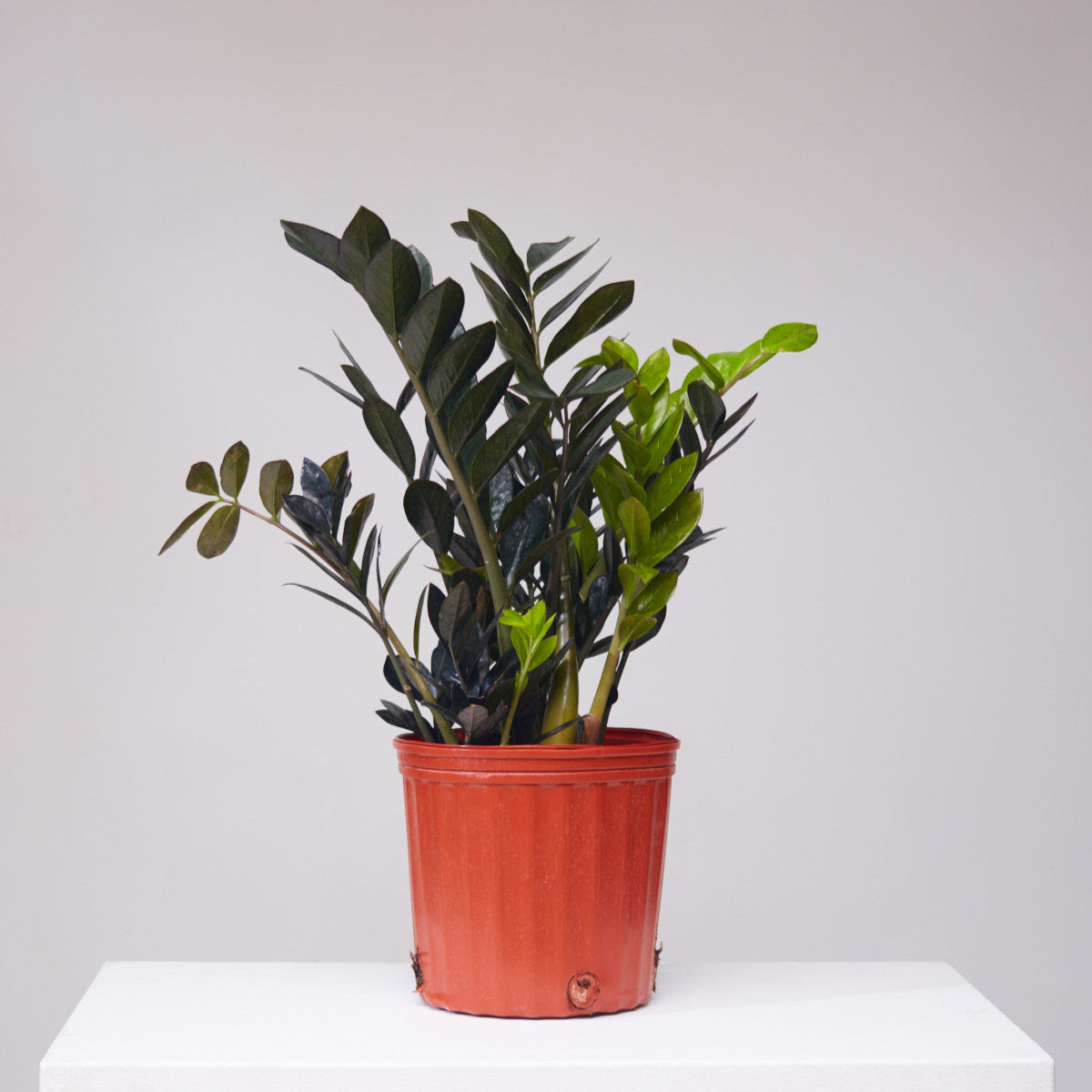 Black ZZ Plant: Zamioculcas zamiifolia 'Raven' - 10 inch pot - 2-3 foot tall