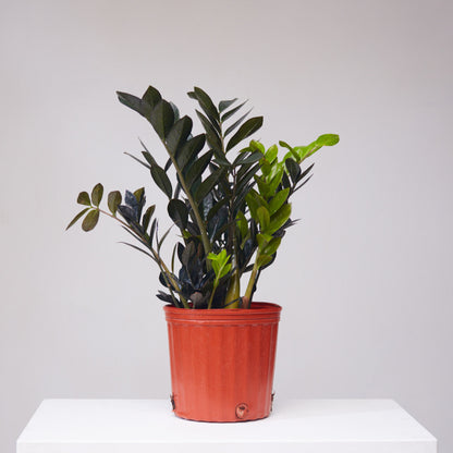 Black ZZ Plant: Zamioculcas zamiifolia 'Raven' - 10 inch pot - 2-3 foot tall