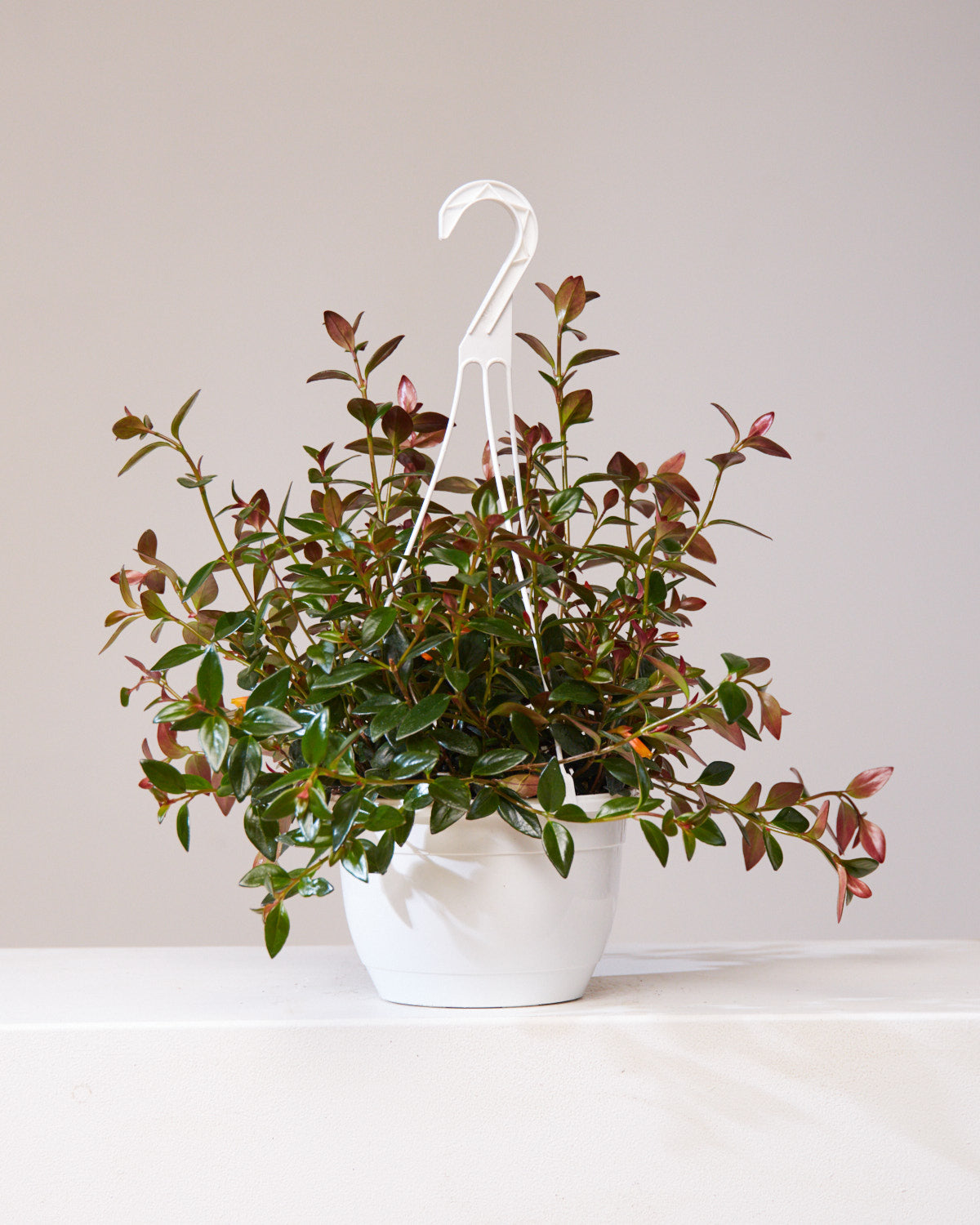 Black and Gold Goldfish Plant: Nematanthus gregarious - 8 inch hanging basket — indoor plant — indoor plant for sale by Promise Supply for delivery and pickup in Toronto.