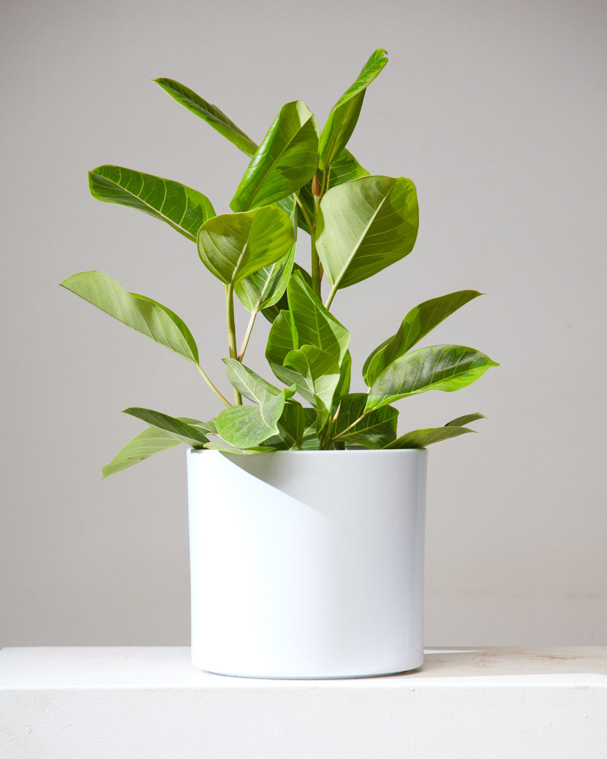 Yellow Gem Fig Bush: Ficus altissima - 10 inch pot - 2.5-3.5 foot tall