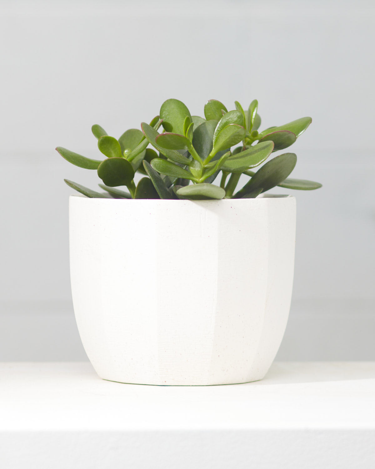 Jade Plant: Crassula ovata - 5 inch pot
