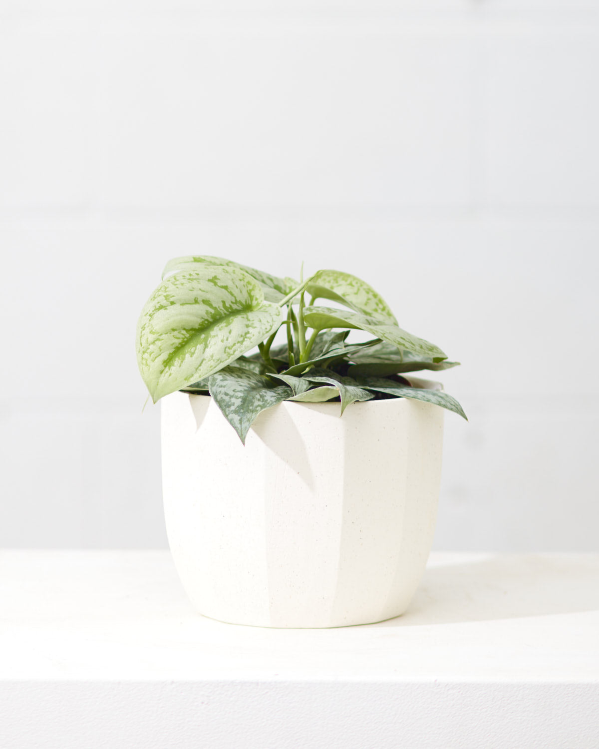 Silver Satin Pothos: Scindapsus pictus 'Exotica' - 4 inch pot — indoor plant — indoor plant for sale by Promise Supply for delivery and pickup in Toronto.