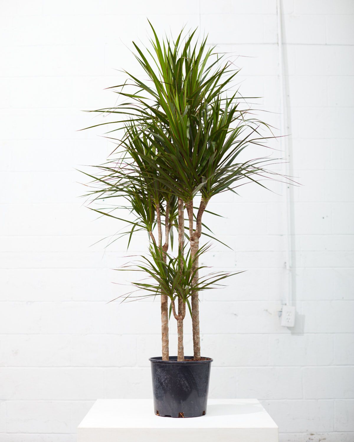 Cutback Staggered Dragon Tree: Dracaena marginata - 10 inch pot - 5 foot tall — indoor plant — indoor plant for sale by Promise Supply for delivery and pickup in Toronto.