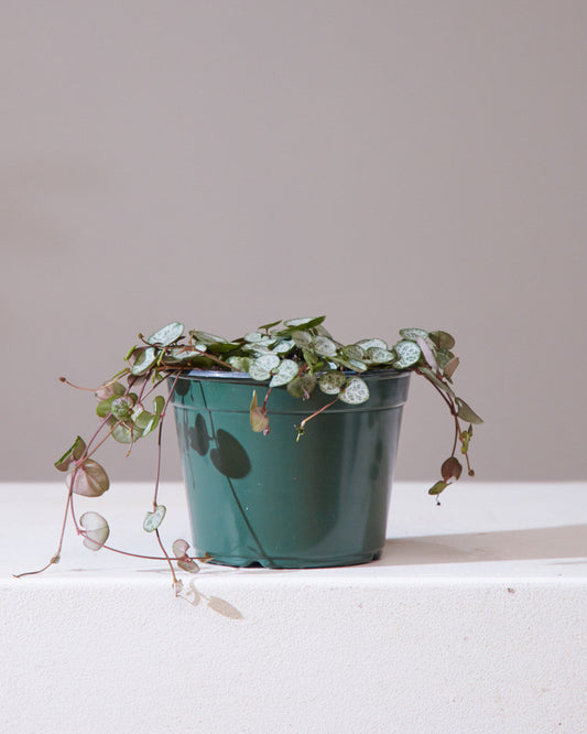 String of Hearts: Ceropegia woodii - 6 inch pot