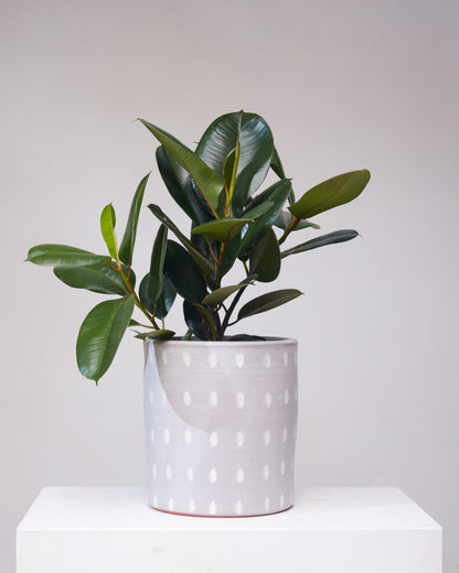 Robusta Rubber Bush: Ficus elastica - 10 inch pot - 2-3 foot tall