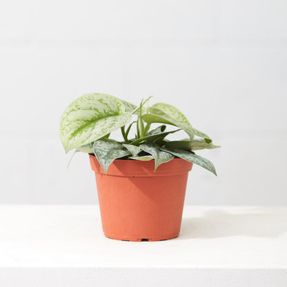 Silver Satin Pothos: Scindapsus pictus 'Exotica' - 4 inch pot — indoor plant — indoor plant for sale by Promise Supply for delivery and pickup in Toronto.